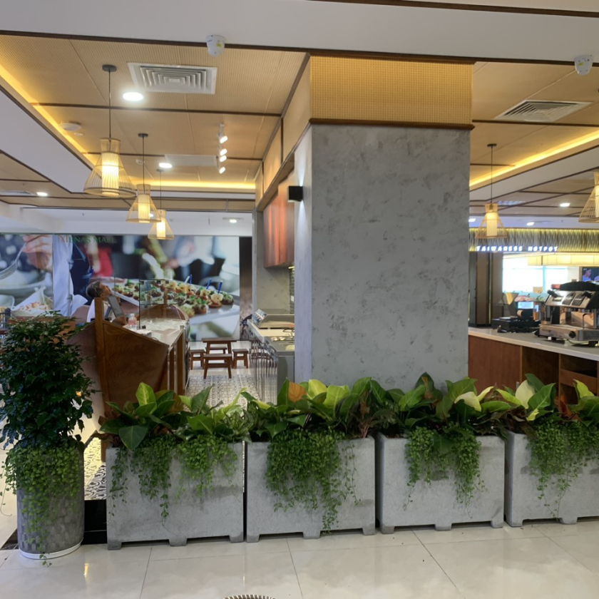 Mẫu trồng cây chậu hộp quẹt