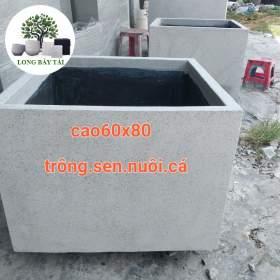Chậu trồng sen nuôi cá
